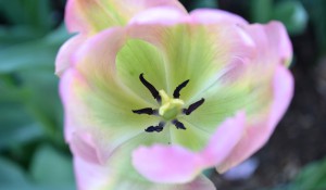 Flowers and Foliage